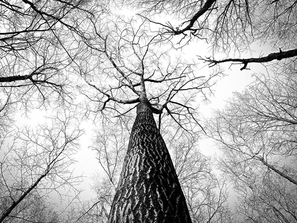 Black and white low view of tree with branches