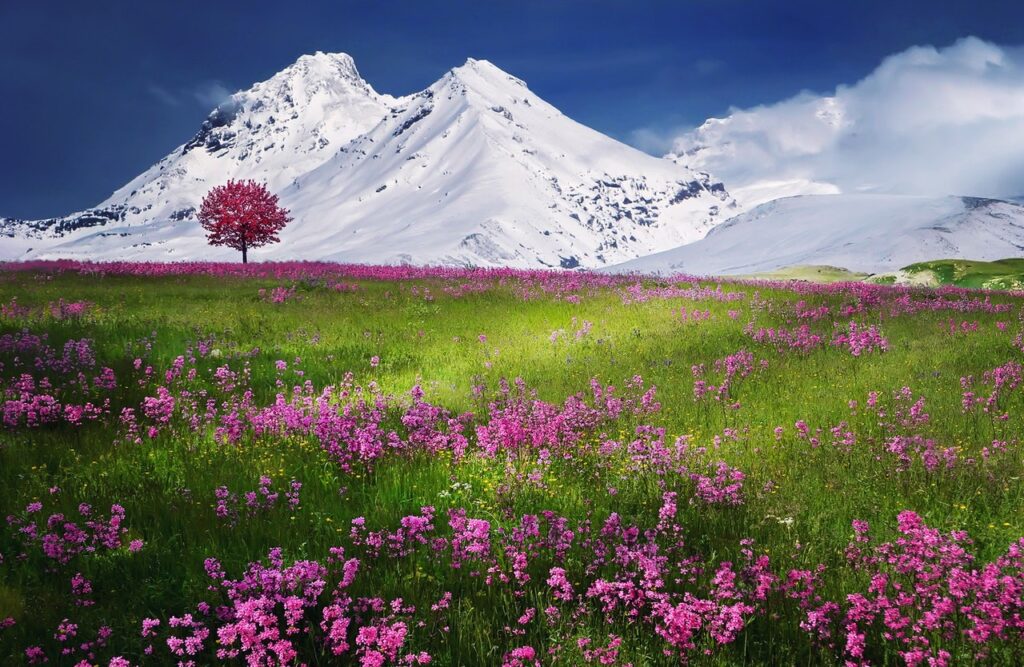 Colorful field with snowy mountains in the background